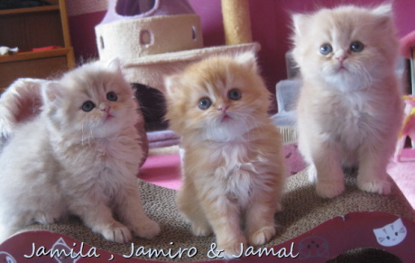 IMG_0297 (2)jamila,jamiro,jamal,.kitten